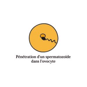 Fécondation de l'ovule