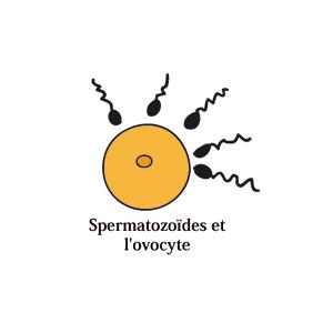 300 à 500 millions de spermatozoïdes sont déposés dans le vagin au cours de ce rapport sexuel. Grâce à leur flagelle, les plus résistants vont traverser le col de l'utéru