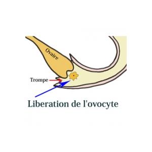 La période de fécondation et grossesse