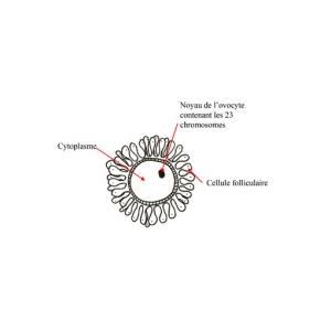 L'ovocyte est la plus précieuse des cellules
