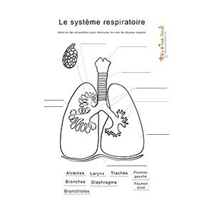 Le système respiratoire : noms des organes