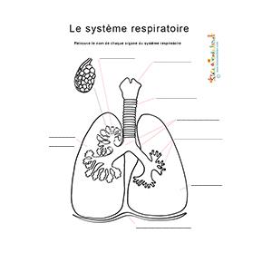 Nom des organes du système respiratoire, planche anatomique