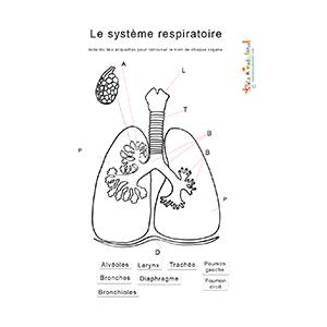 Activité sur le système respiratoire et les poumons