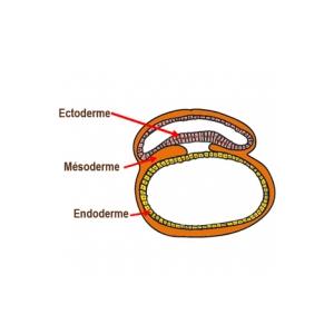 Le disque embryonnaire se sépare en 3 feuillets 