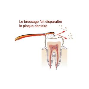 le brossage des dents 