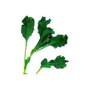 feuille de cresson 