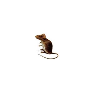 aliment souris