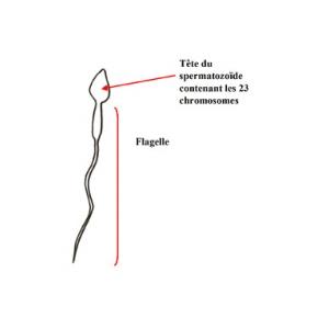 Les spermatozoïdes sont porteurs d'un chromosome X ou Y qui détermine le sexe de bébé