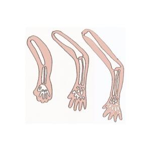 Les os de bébé s'allongent et s'épaississent. Bébé devient un gros consommateur de calcium au cours du 8 ème mois de grossesse. Il a besoin de calcium pour l'allongement de ses os, leur &am