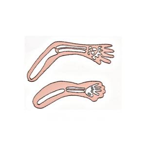 Développement des organes du foetus - 4ème mois de grossesse 