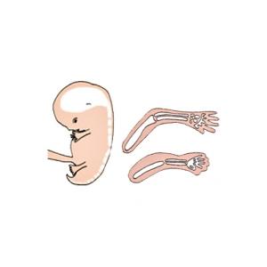 La formation du squelette pendant le 3 ème mois de grossesse 