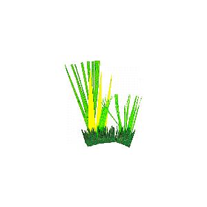 herbes de la savane pour les bricolages