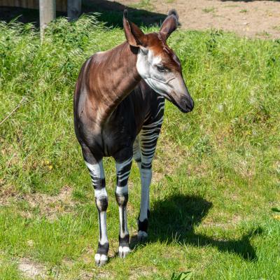 okapi - mot du glossaire Tête à modeler. Définition et activités associées au mot okapi.