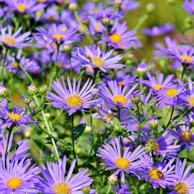 Aster : Mot du glossaire Tête à modeler. L'aster est une plante dont les fleurs  sont en forme de petite étoile. Activités associées