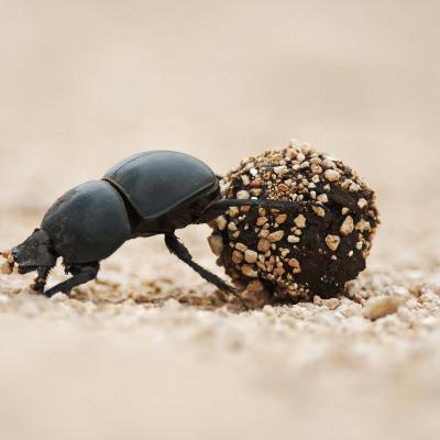 bousier - mot du glossaire Tête à modeler. Le bousier est un insecte coléoptère Définition et activités associées au mot bousier.