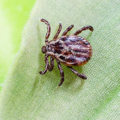 Glossaire Tête à modeler : acarien. Un acarien est un arachnide de taille microscopique qui provoque des allergies.