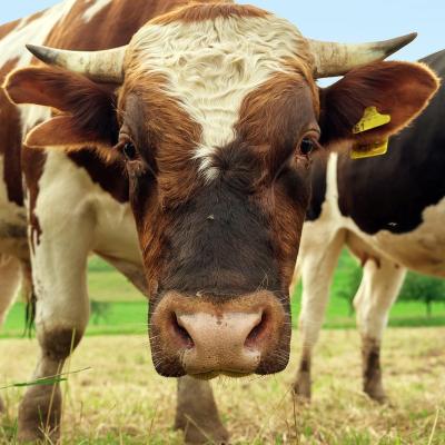boeuf - mot du glossaire Tête à modeler. Le mot boeuf peut aussi désigner l'ensemble des bovidés : taureau, vache, veau. Définition et activités associées au mot boeuf.