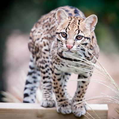 ocelot - mot du glossaire Tête à modeler. Définition et activités associées au mot ocelot.