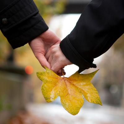 Parfois utilisé à mauvais escient, ce très célèbre dicton est connu de nos amis jardiniers et nous rappelle qu'il est heure d'effectuer les plantations d'automne avant l'entrée dans l'hiver ou du moin