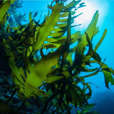 Algue : Mot du glossaire Tête à modeler. L'algue est une plante aquatique que l'on trouve au fonds de la mer, des rivières, des lacs ou des étangs.  Activités associées.