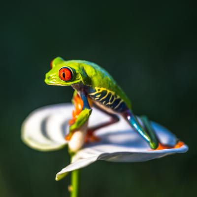 Amphibien : Mot du glossaire Tête à modeler. Un amphibien est un animal amphibie comme les tortues, les grenouilles et les crapauds.   Activités associées.