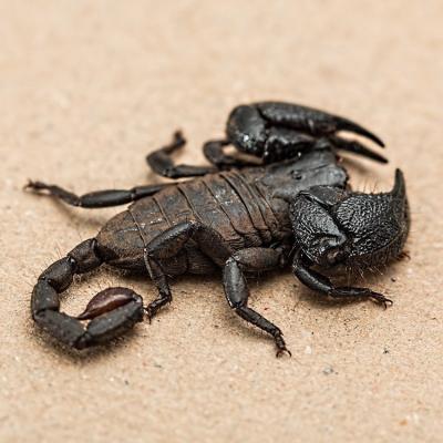 GArachnide : Mot du glossaire Tête à modeler.  Les arachnides sont une classe d'animaux dont font partie les araignée.   Activités associées.
