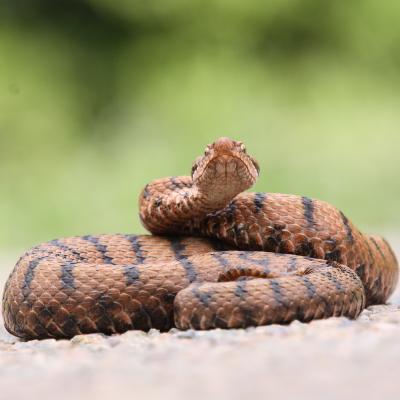 Aspic : Mot du glossaire Tête à modeler. L'aspic est un serpent.  Activités associées