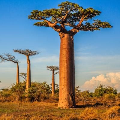 baobab - mot du glossaire Tête à modeler. Le baobab est un instrument de musique. Définition et activités associées au mot baobab.