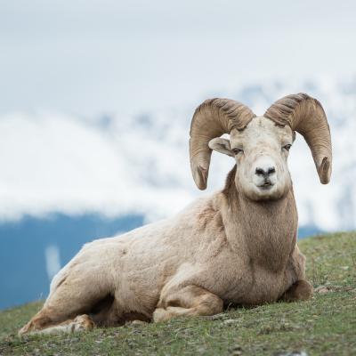 Bélier - mot du glossaire Tête à modeler. Un bélier est un mouton mâle. Définition et activités associées au mot baobab.