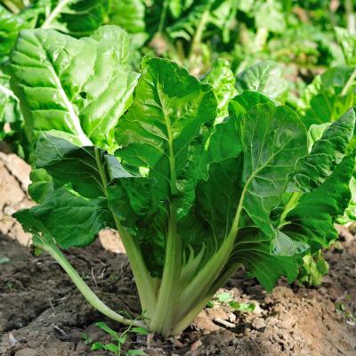 bette - mot du glossaire Tête à modeler. La bette est une plante dont les tiges blanches se mangent en légumes. Definition et activités associées au mot bette.