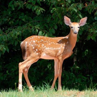 biche - mot du glossaire Tête à modeler. La biche est la femelle du cerf.  Définition et activités associées au mot biche.