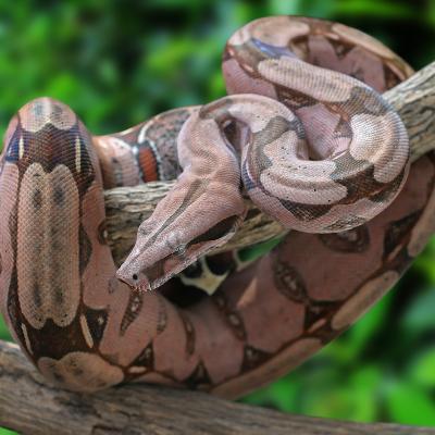 boa - mot du glossaire Tête à modeler.Le Boa est un serpent non venimeux. Définition et activités associées au mot boa.