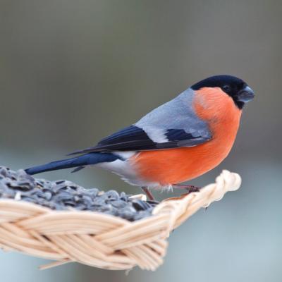Bouvreuil - mot du glossaire Tête à modeler.Le bouvreuil est un petit oiseau. Définition et activités associées au mot bouvreuil.