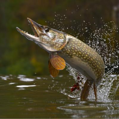 brochet  - mot du glossaire Tête à modeler. Le brochet est un poisson d'eau douce. Définition et activités associées au mot brochet .