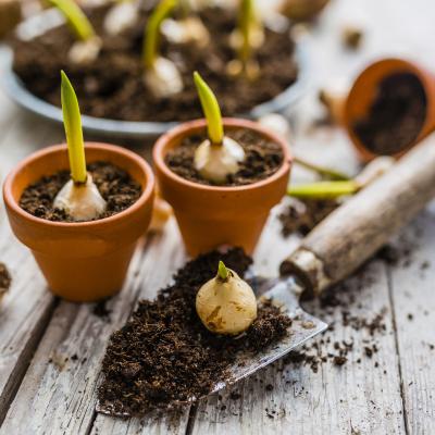 bulbe - mot du glossaire Tête à modeler. Le bulbe est la partie renflée de certaines plantes. Définition et activités associées au mot bulbe.
