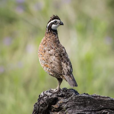 caille - mot du glossaire Tête à modeler. La caille est un oiseau. Définition et activités associées au mot caille.