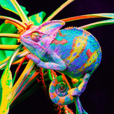 Cameleon - mot du glossaire Tête à modeler. Le caméléon est un lézard vit dans les arbres. Définition et activités associées au mot cameleon.
