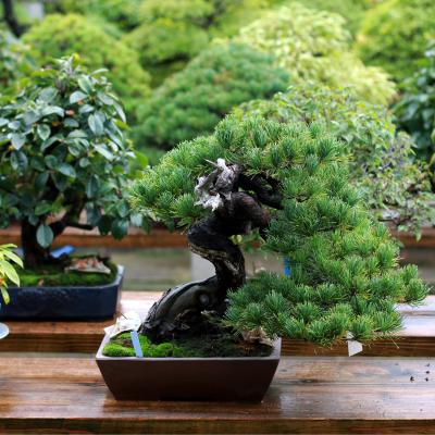 Bonsaï - mot du glossaire Tête à modeler.Le bonzaï est un arbre d'ornement miniature né au japon. Définition et activités associées au mot baobab.