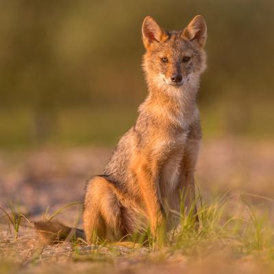 chacal - mot du glossaire Tête à modeler. Le chacal est de la famille des chiens.  Définition et activités associées au mot chacal.