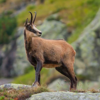 chamois - mot du glossaire Tête à modeler.   Définition et activités associées au mot chamois.