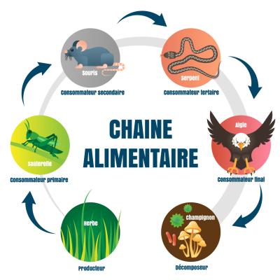 La chaîne alimentaire comprend 3 types de maillons jouant chacun un rôle essentiel dans le cycle de la vie : les producteurs : les producteurs sont les être vivants se trouvant au début de la chaîne a