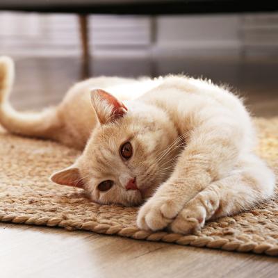 Chat - mot du glossaire Tête à modeler.   Définition et activités associées au mot Chat.
