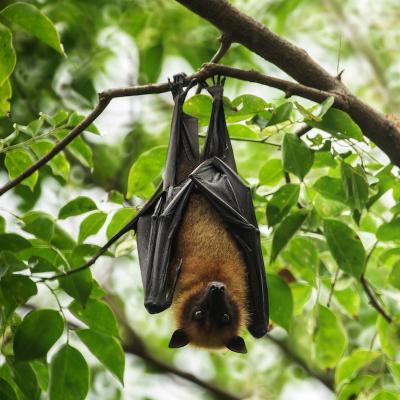 chauve-souris - mot du glossaire Tête à modeler.   Définition et activités associées au mot chauve-souris.