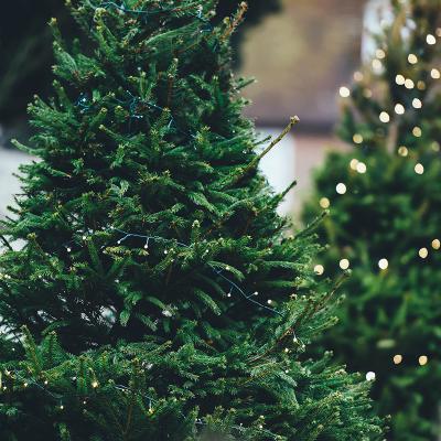 Voici quelques infos et conseils pour vous aider dans votre choix de sapin de Noël