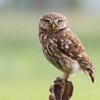 chouette - mot du glossaire Tête à modeler.  L chouette est un rapace.  Définition et activités associées au mot chouette.