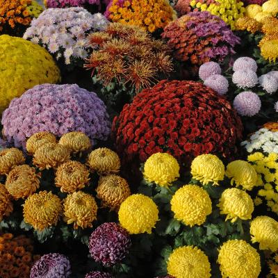 chrysantheme - mot du glossaire Tête à modeler.   Définition et activités associées au mot chrysantheme.