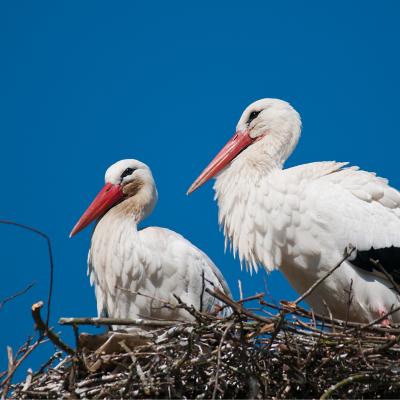 cigogne - mot du glossaire Tête à modeler.   Définition et activités associées au mot cigogne.