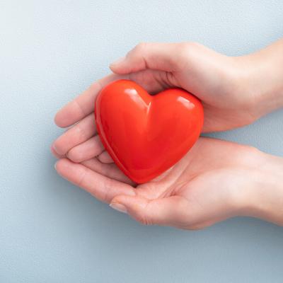 coeur - mot du glossaire Tête à modeler.  Le coeur est le muscle moteur de la circulation.  Définition et activités associées au mot coeur.