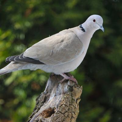 colombe - mot du glossaire Tête à modeler.   Définition et activités associées au mot colombe.