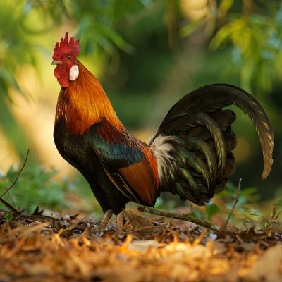 coq - mot du glossaire Tête à modeler. Le coq est un oiseau.  Définition et activités associées au mot coq.